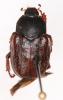 Hoplia sp.